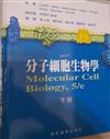 分子細胞生物學（下冊）（精）