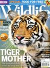 BBC Wildlife 10月號/2014：Tiger Mother