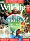 BBC Wildlife 11月號/2019