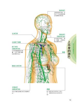 3D圖解 穴道淋巴按摩 按對最有效：掌握正確位置，消除３７種不適症狀＆１４項美容美體按摩術 | 拾書所